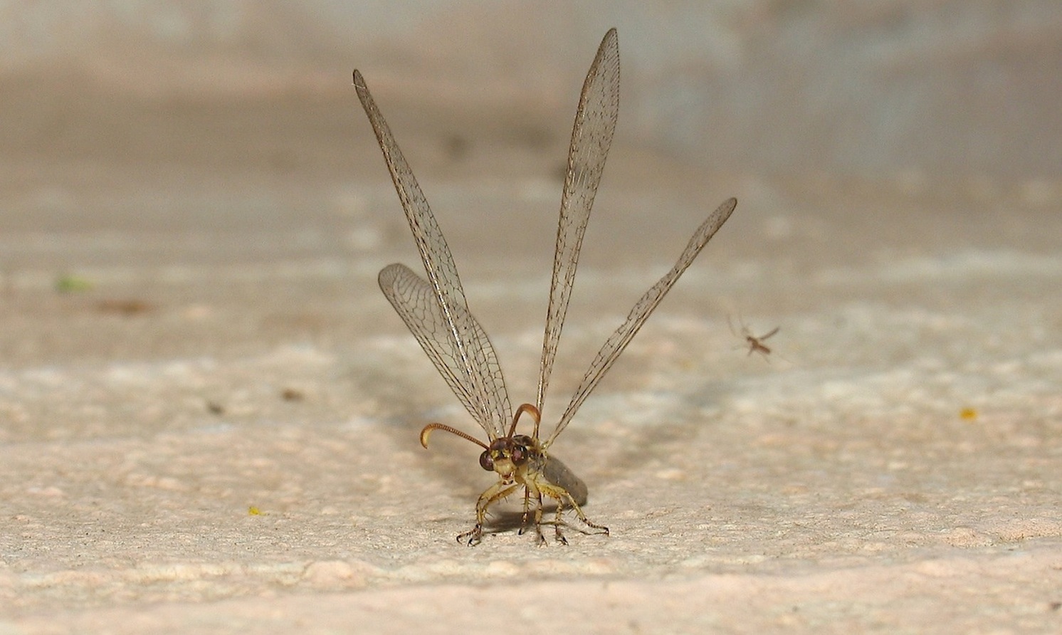 Formicaleone: Macronemurus appendiculatus femmina